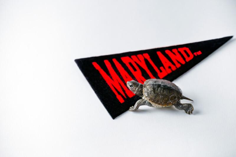 Maryland pendent with terp crawling across it.