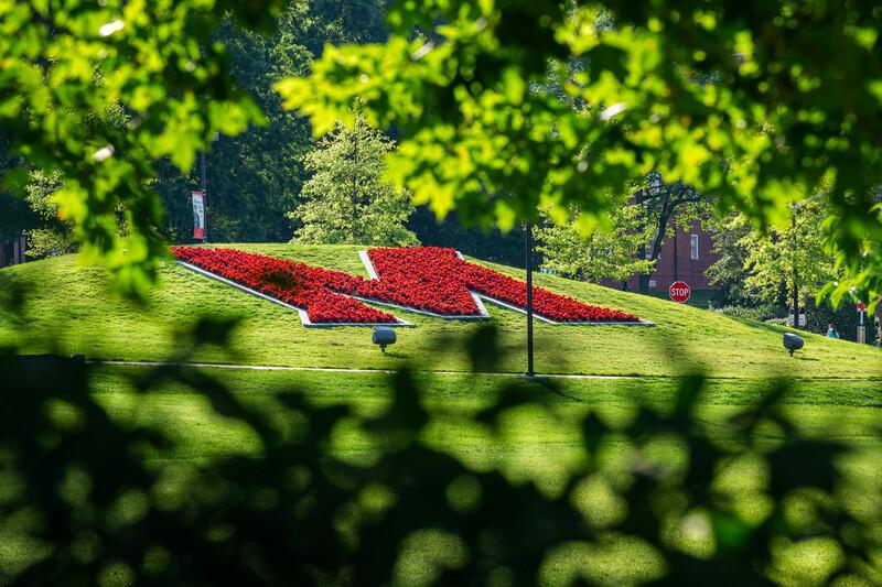 View of The M with red flowers in bloom with greenery in the foreground.